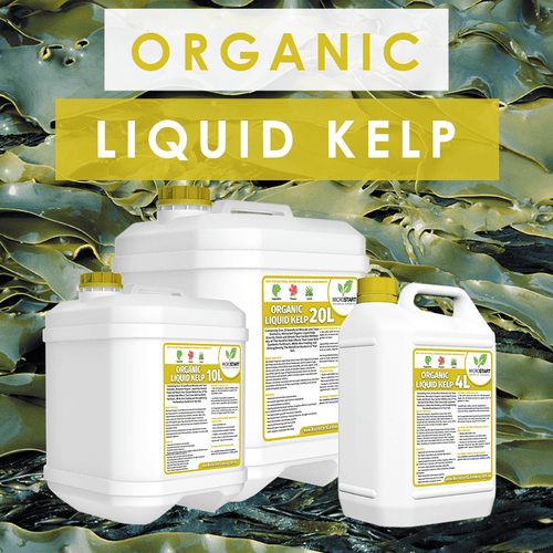 Organic Liquid Kelp